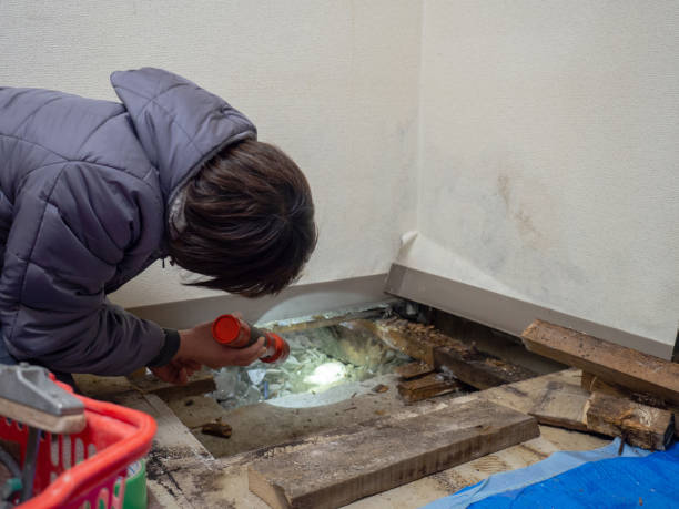 Reliable Ramsey, NJ Mold Removal Solutions