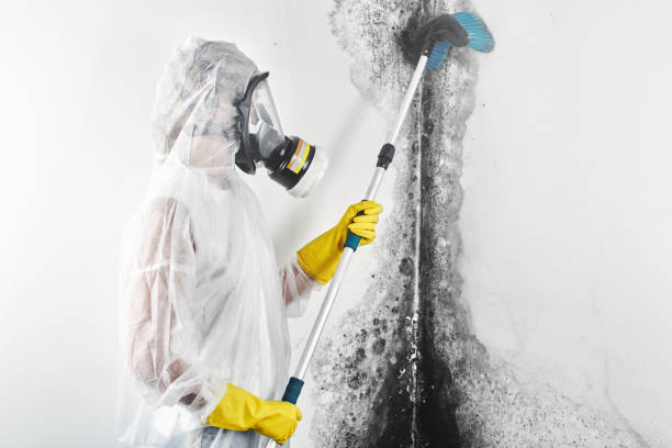 Best Black Mold Removal  in Ramsey, NJ